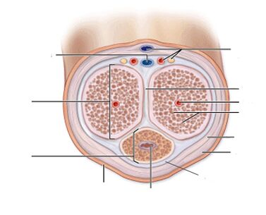 jinsiy olatni ligamentlari