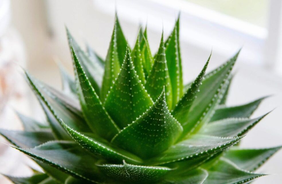 jinsiy olatni kattalashtirish uchun aloe